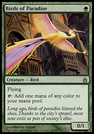 Birds of Paradise фото цена описание